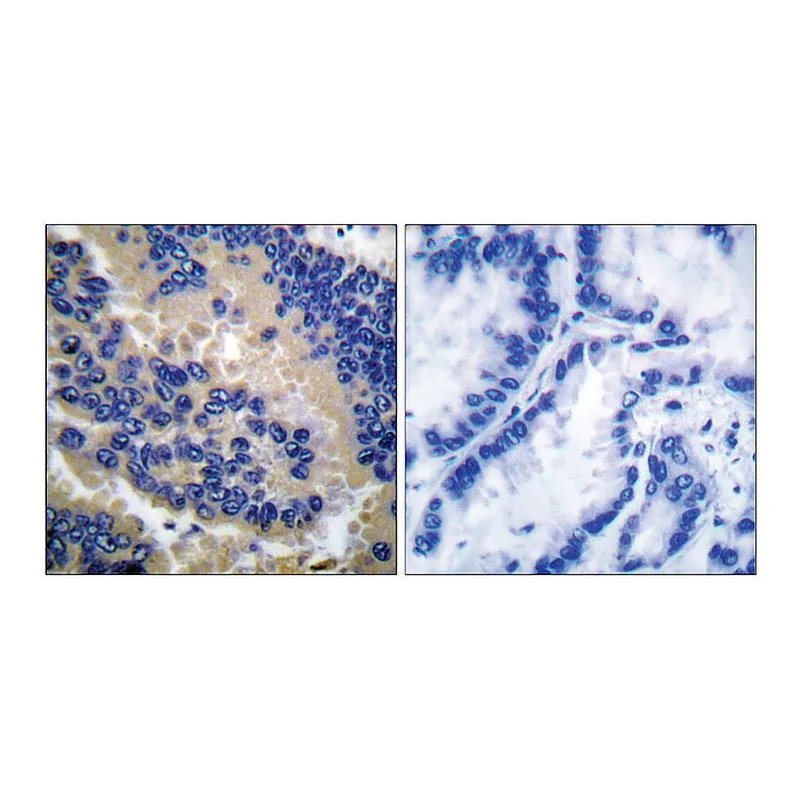Merck Anti-CSPN3 (Cleaved-Asp175) antibody produced in rabbit