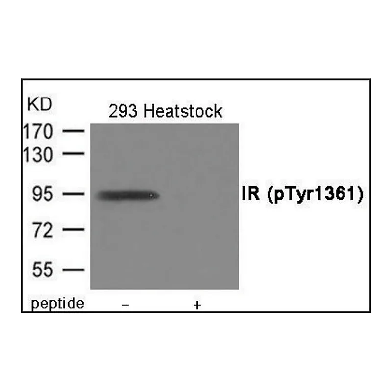 Merck Anti-phospho-IR (pTyr1361) antibody produced in rabbit