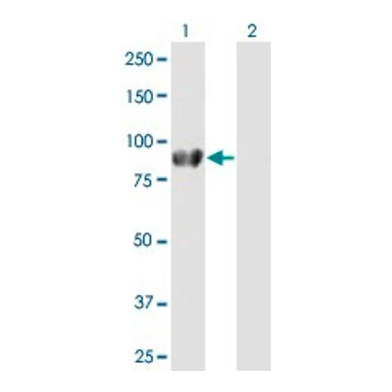 Merck Anti-DVL2 antibody produced in mouse