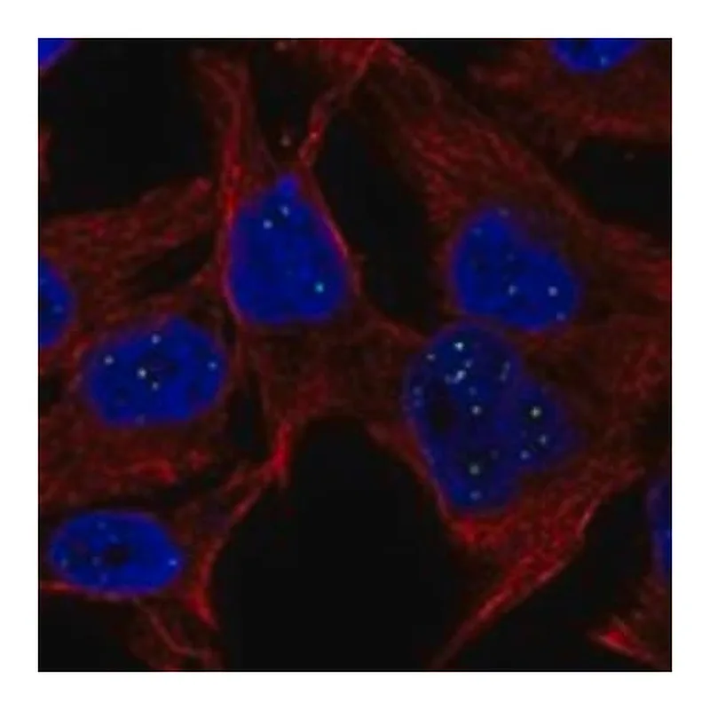 Merck Anti-HES6 antibody produced in rabbit