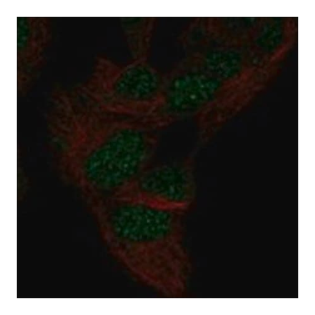 Merck Anti-MXI1 antibody produced in rabbit