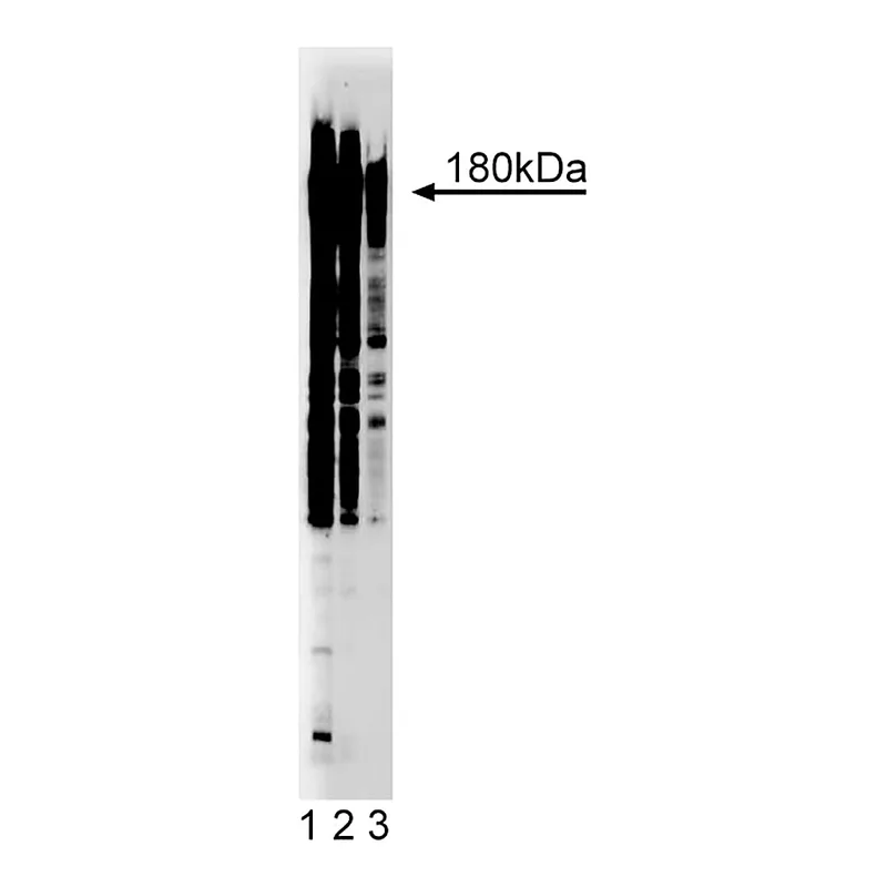 BD Purified Mouse Anti-Phosphotyrosine