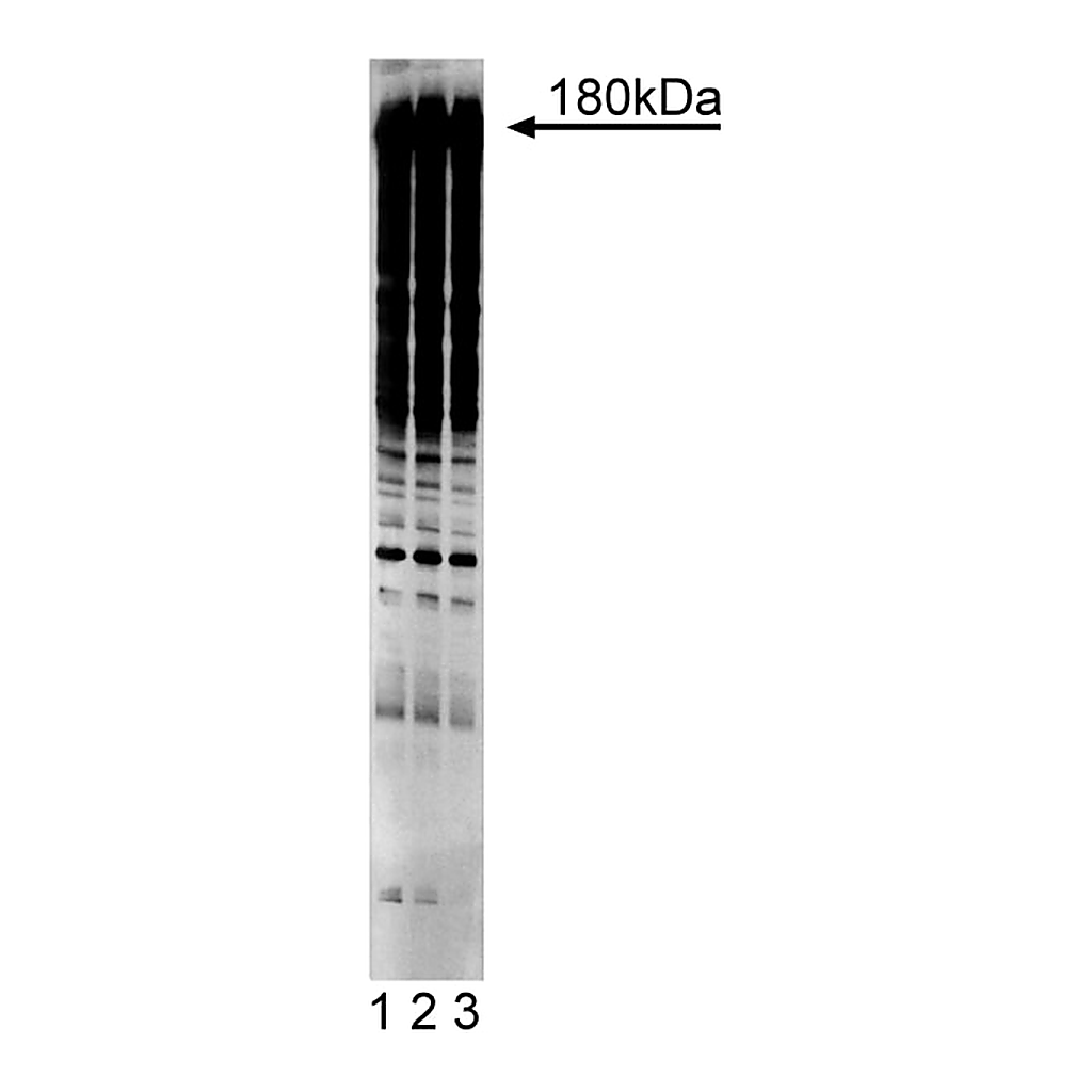 BD HRP Mouse Anti-Phosphotyrosine