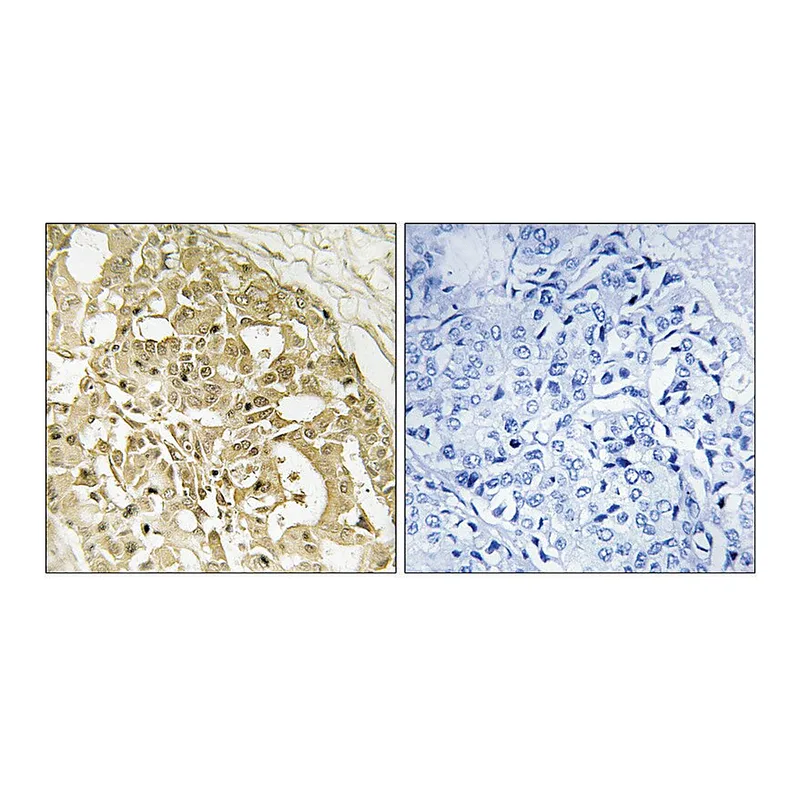 Merck Anti-Catenin-beta antibody produced in rabbit