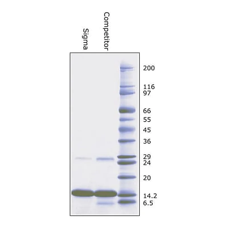 Merck Cytochrome c from equine heart