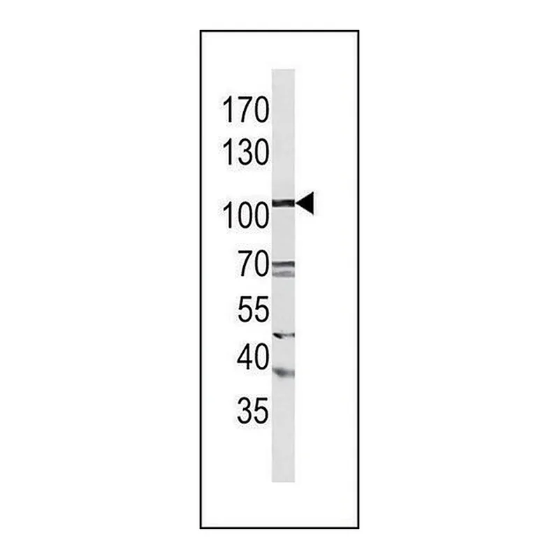 Merck Anti-LGR5 (N-term) antibody produced in rabbit