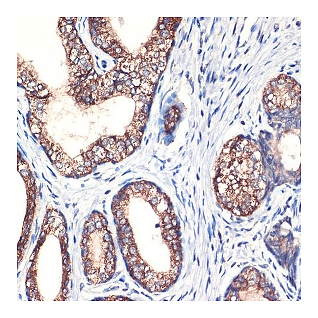 Merck Anti-Arginase 2 (ARG2) antibody produced in rabbit