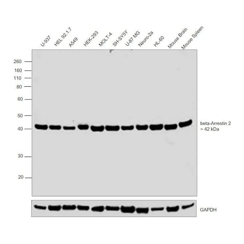 Thermo Fisher Scientific Rabbit anti-Goat IgG (Heavy Chain) Superclonal Secondary Antibody, HRP