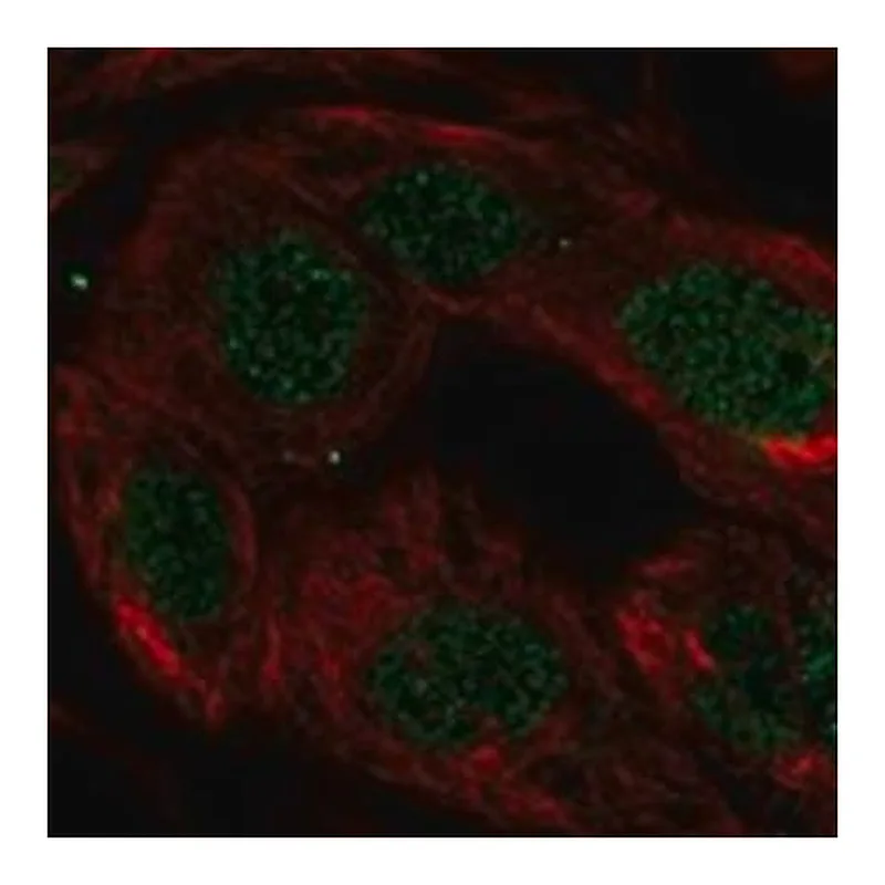 Merck Anti-SKIL antibody produced in rabbit