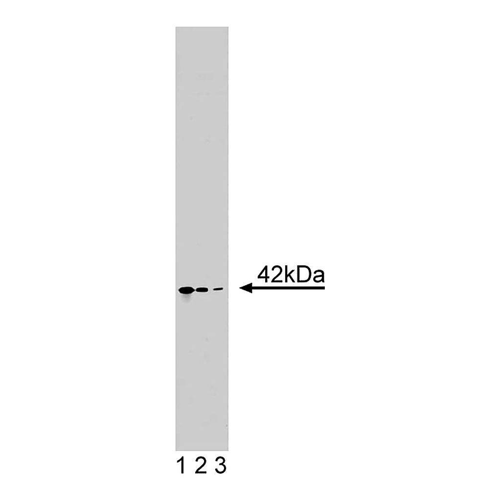 BD Purified Mouse Anti-Actin Ab-5