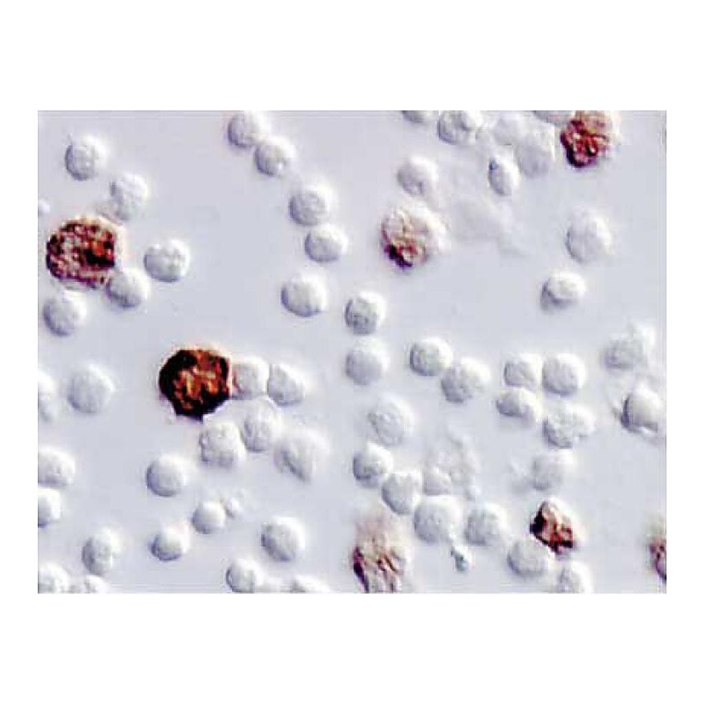 BD Purified Rat Anti-Human IL-6
