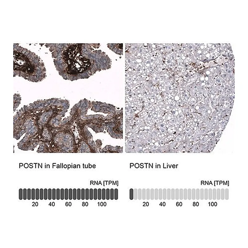 Merck Monoclonal Anti-POSTN antibody produced in mouse