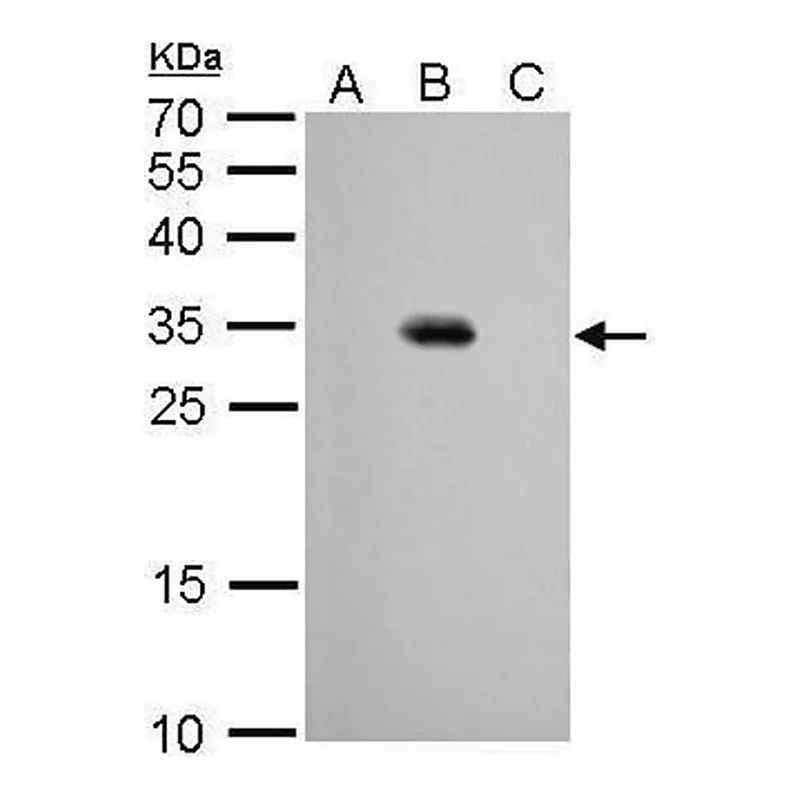 Merck Monoclonal Anti-GFP antibody produced in mouse