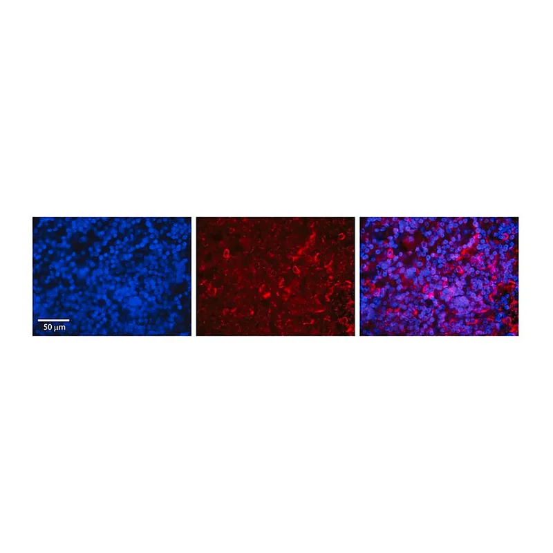 Merck Anti-IRF3 antibody produced in rabbit