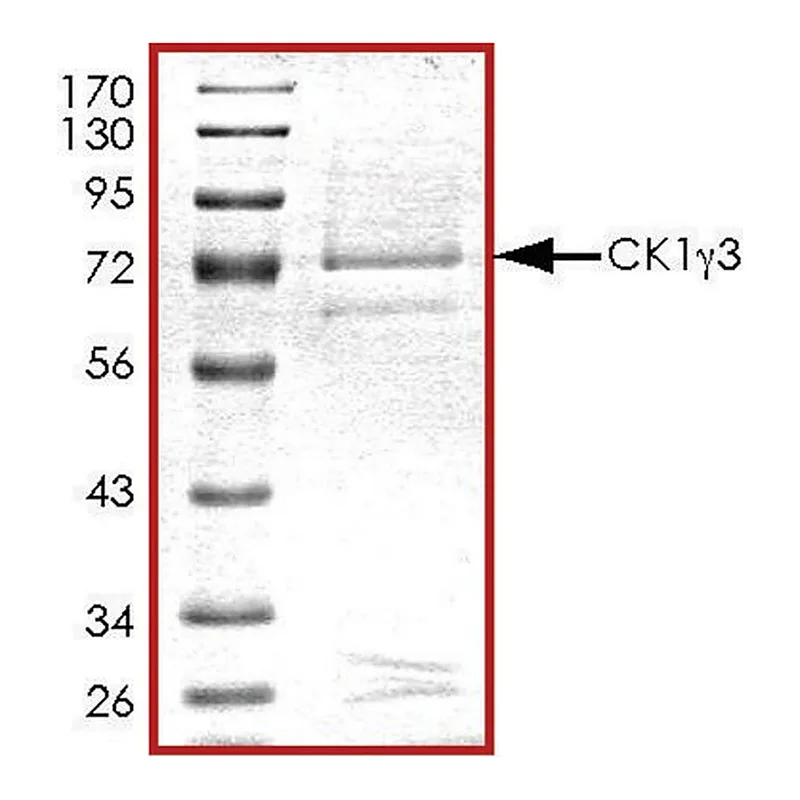 Merck CK1 gamma 3, active, GST tagged human