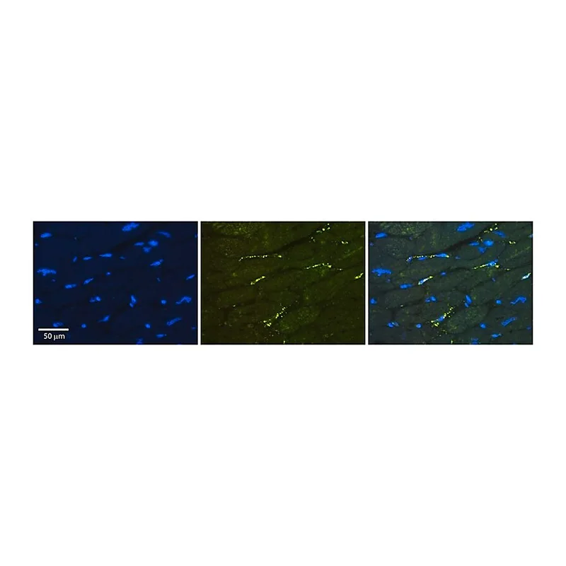 Merck Anti-GREB1 (ab1) antibody produced in rabbit