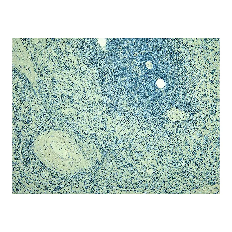 Merck Anti-AIF1/IBA1 (Isoforms 1 and 3) antibody produced in goat