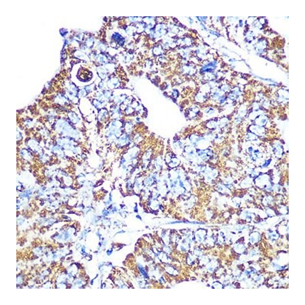 Merck Anti-HSP60/HSPD1 antibody produced in rabbit