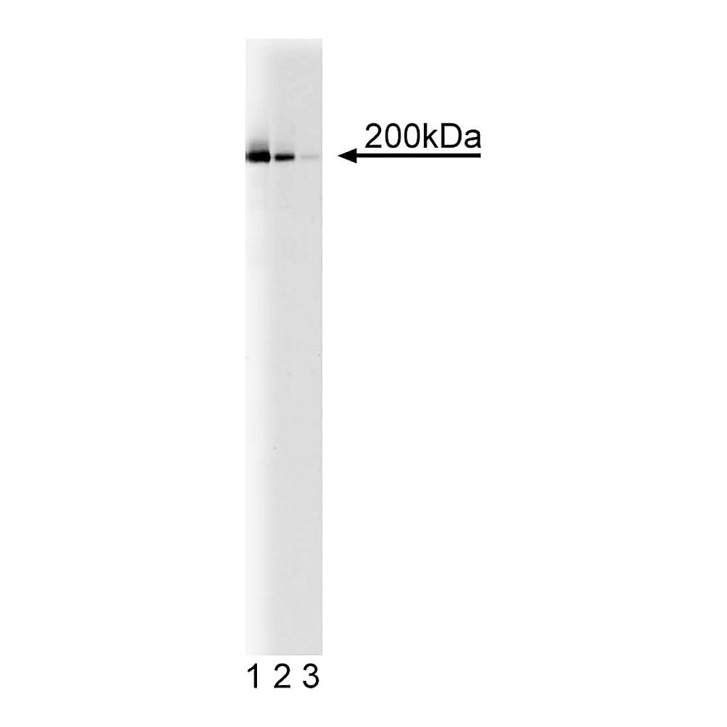 BD Purified Mouse Anti-KIF1A