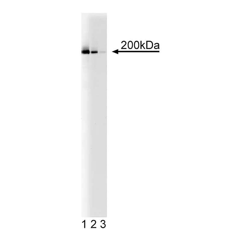 BD Purified Mouse Anti-KIF1A
