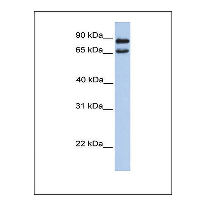 Merck Anti-C9ORF117 antibody produced in rabbit