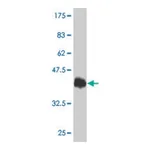 Merck Monoclonal Anti-TRPV1 antibody produced in mouse