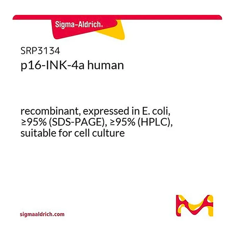 Merck p16-INK-4a human