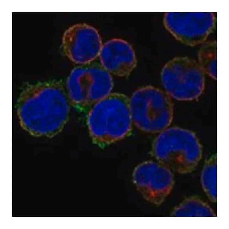 Merck Anti-SLC39A2 antibody produced in rabbit