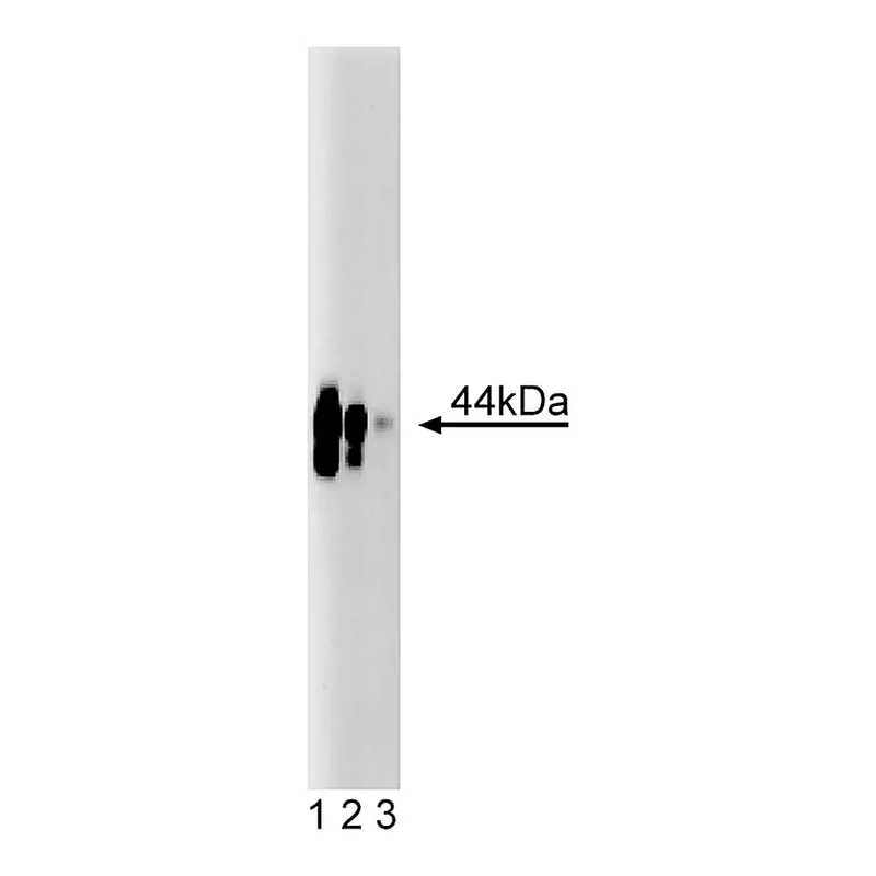 BD Purified Mouse Anti-CD40