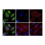 Thermo Fisher Scientific F(ab`)2-Goat anti-Rabbit IgG (H+L) Cross-Adsorbed Secondary Antibody, FITC