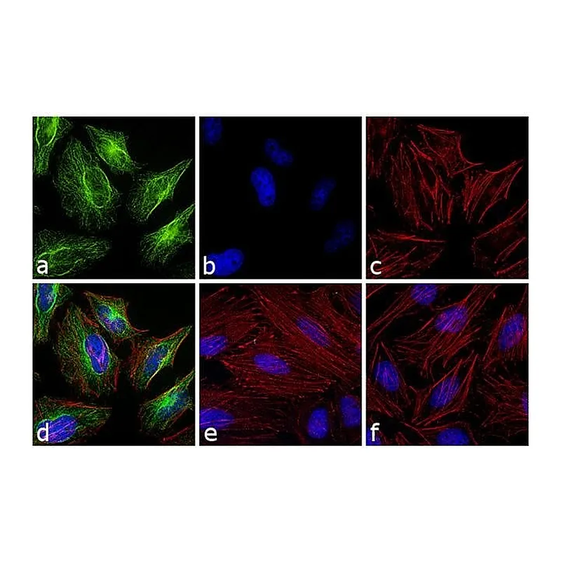 Thermo Fisher Scientific F(ab`)2-Goat anti-Rabbit IgG (H+L) Cross-Adsorbed Secondary Antibody, FITC