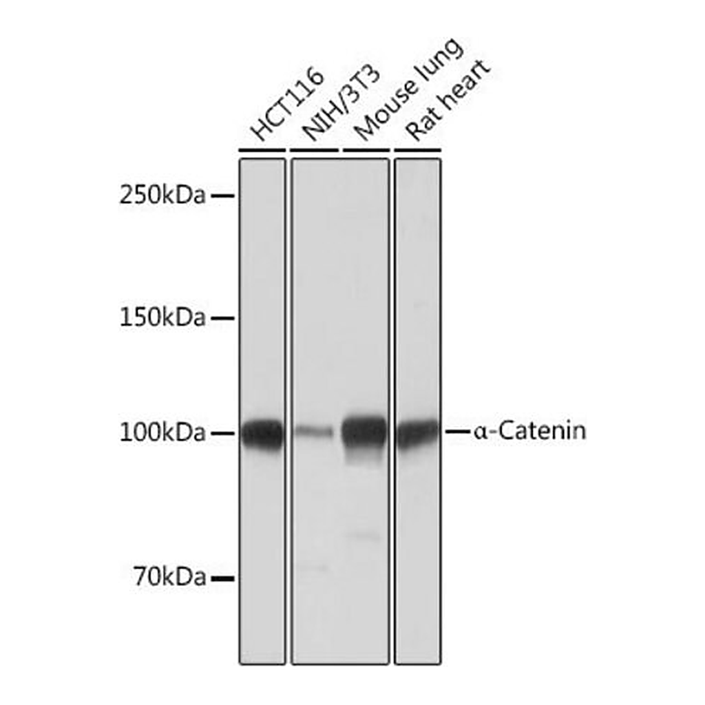Merck Anti- alpha-Catenin antibody produced in rabbit
