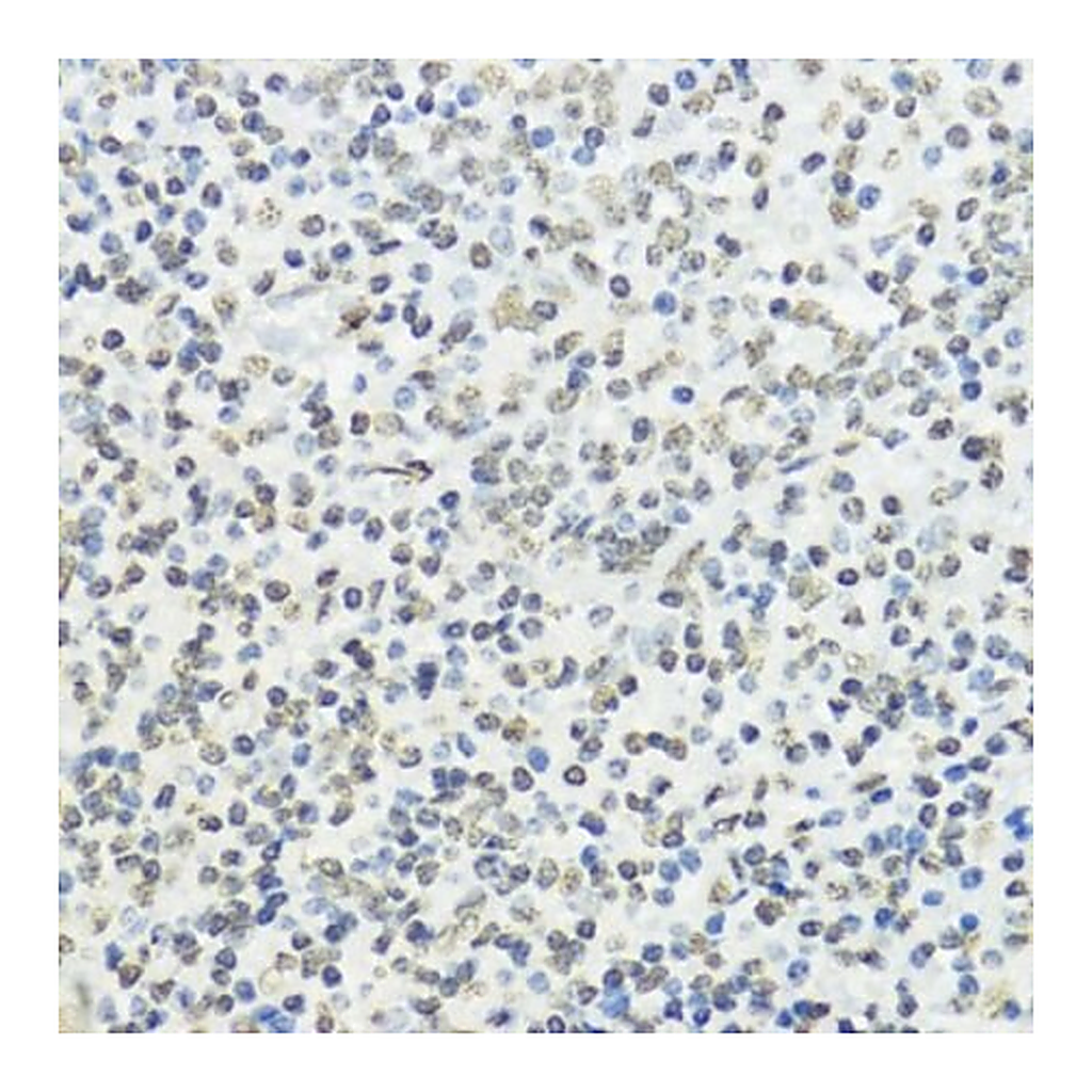 Merck Anti-Phospho-Histone H3-T45 antibody produced in rabbit