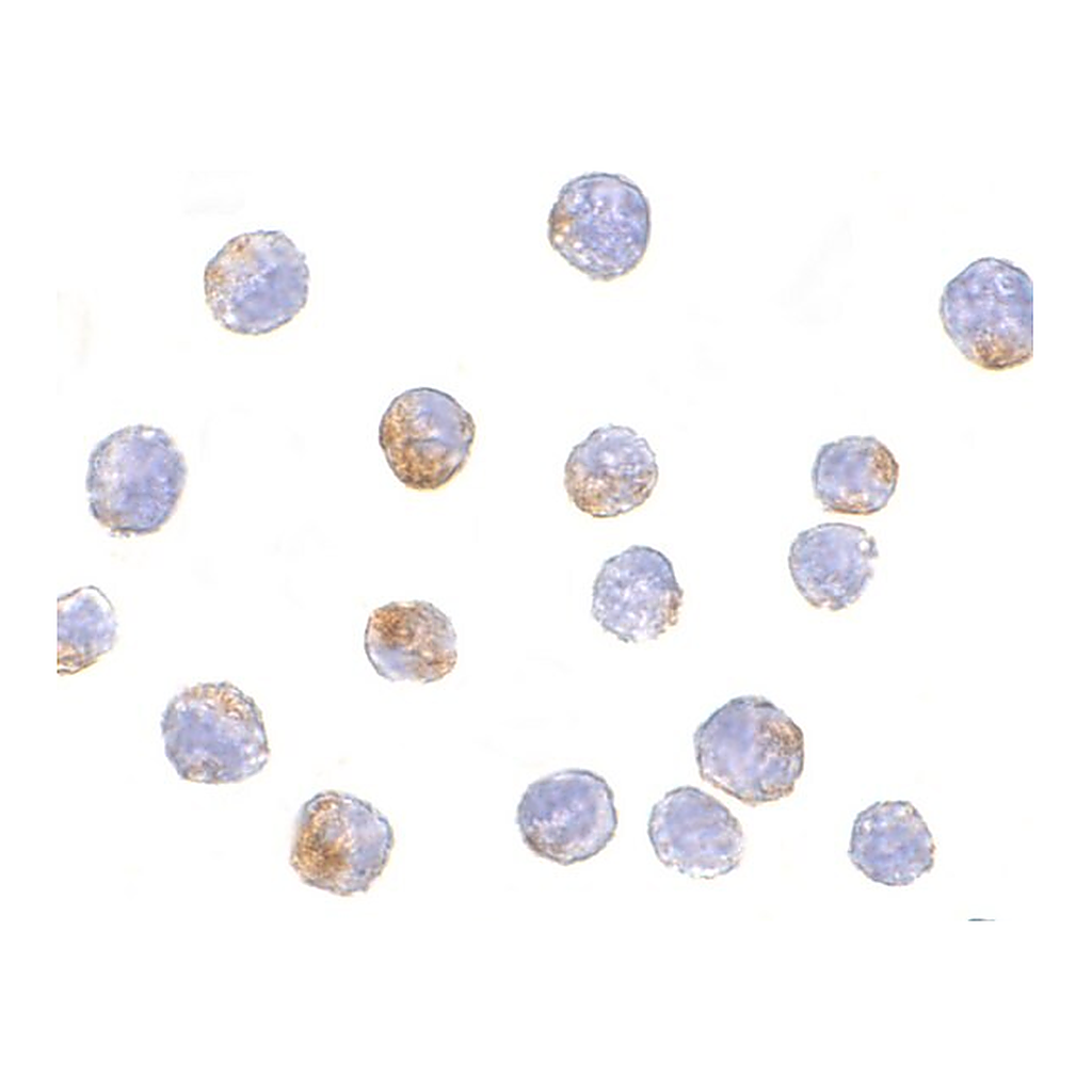 Merck Anti-DDX3 antibody produced in rabbit