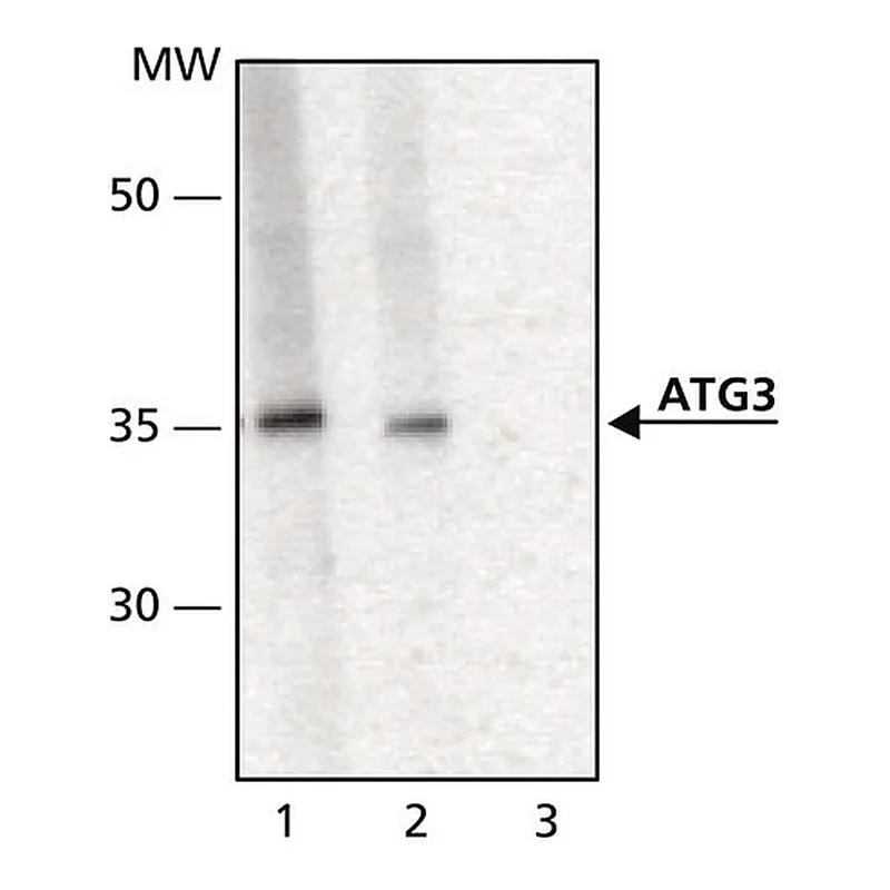 Merck Anti-ATG3 antibody produced in rabbit