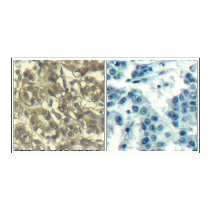Merck Anti-CCNB1 (Ab-147) antibody produced in rabbit