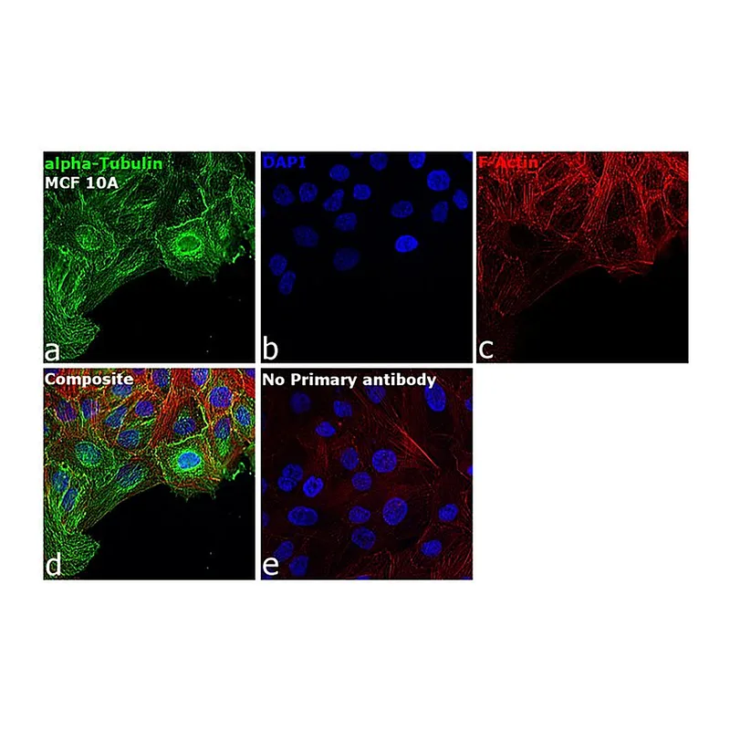 Thermo Fisher Scientific Goat anti-Mouse IgG3 Cross-Adsorbed Secondary Antibody, Alexa Fluor 488