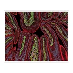 Thermo Fisher Scientific F(ab`)2-Goat anti-Human IgG (H+L) Secondary Antibody, Qdot 655