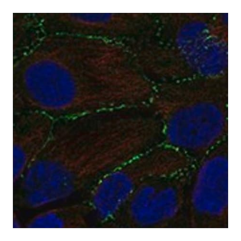 Merck Anti-PLEKHA6 antibody produced in rabbit