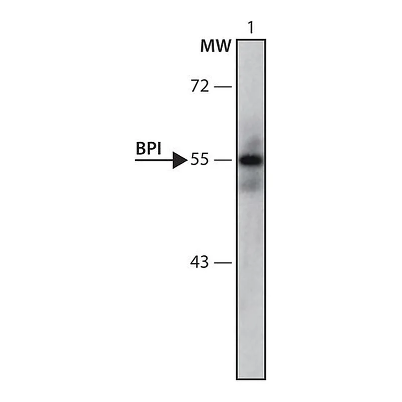 Merck Anti-BPI (61-75) antibody produced in rabbit