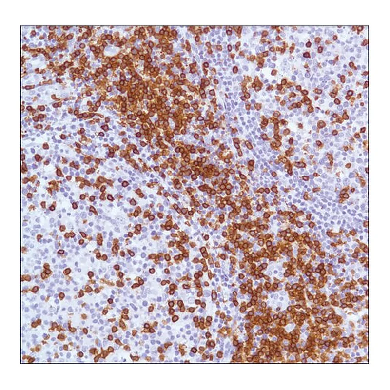 Merck Anti-CD3 antibody, Rabbit monoclonal