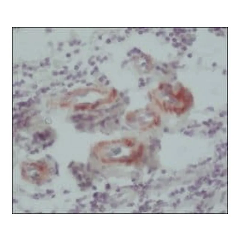 Merck MONOCLONAL ANTI-CALPONIN, CLONE HCP