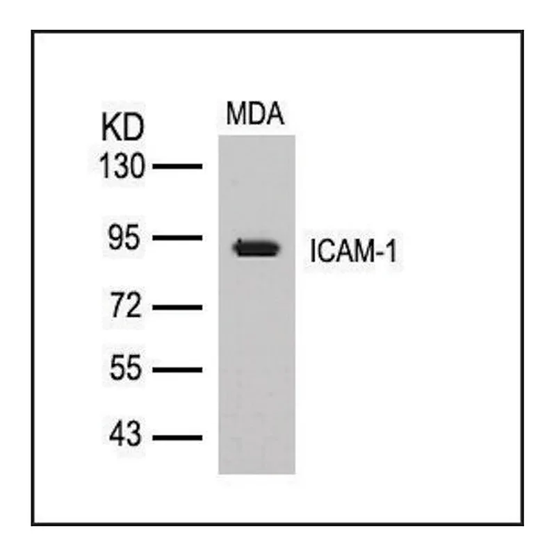 Merck Anti-ICAM1 (Ab-512) antibody produced in rabbit
