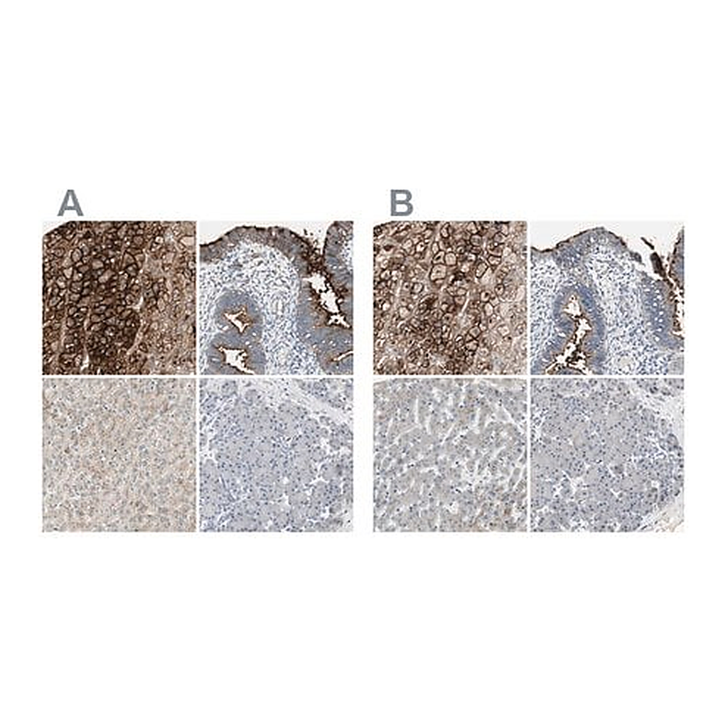 Merck Anti-ALPL antibody produced in rabbit