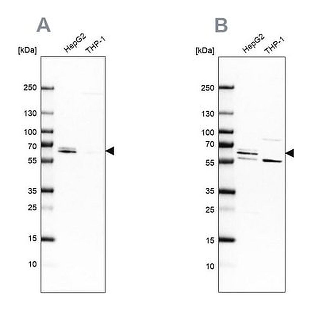 Merck Anti-CDR2 antibody produced in rabbit
