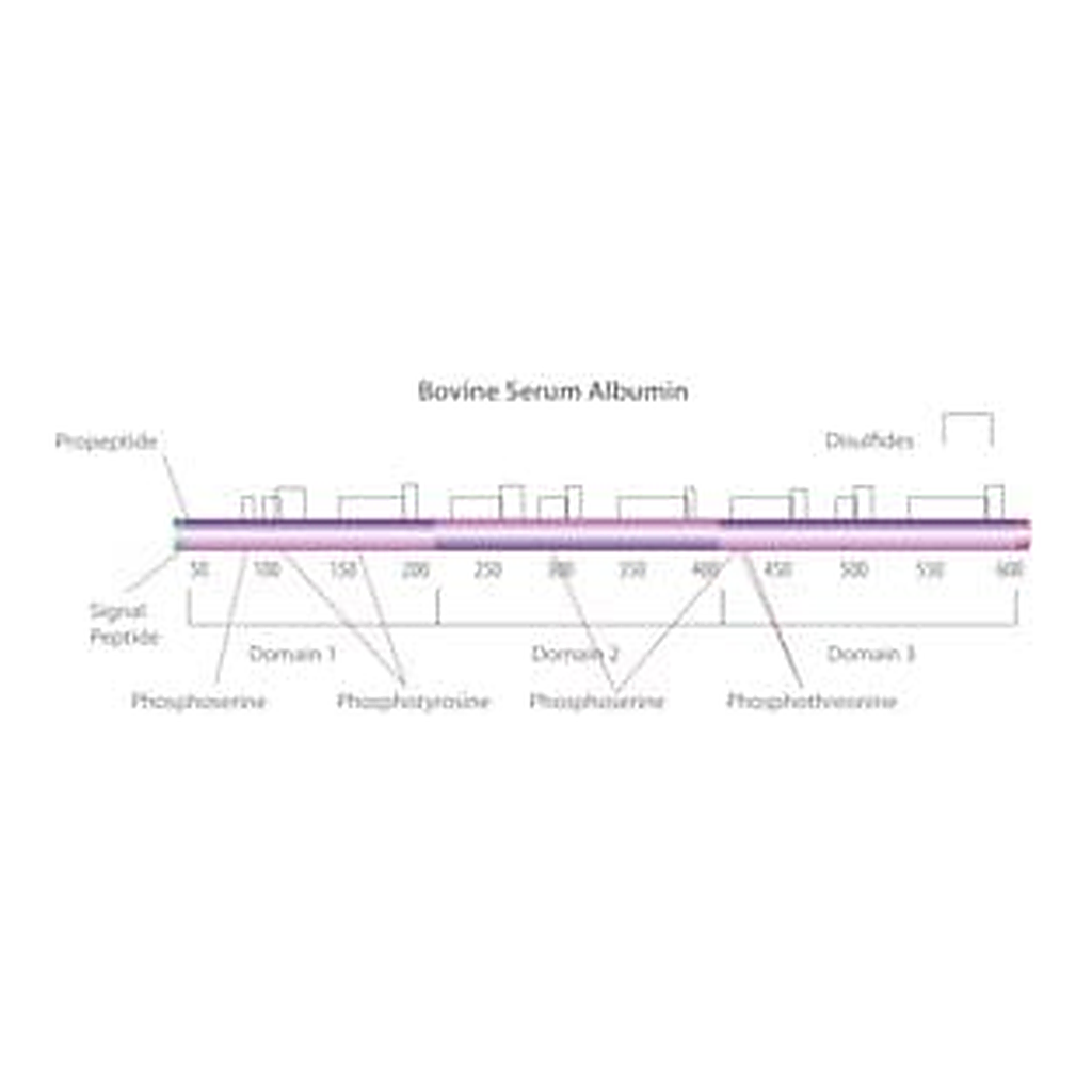Merck BOVINE SERUM ALBUMIN SOLUTION, 30%&