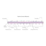 Merck BOVINE SERUM ALBUMIN SOLUTION, 30%&
