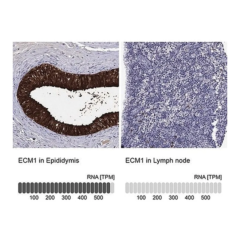 Merck Anti-ECM1 antibody produced in rabbit