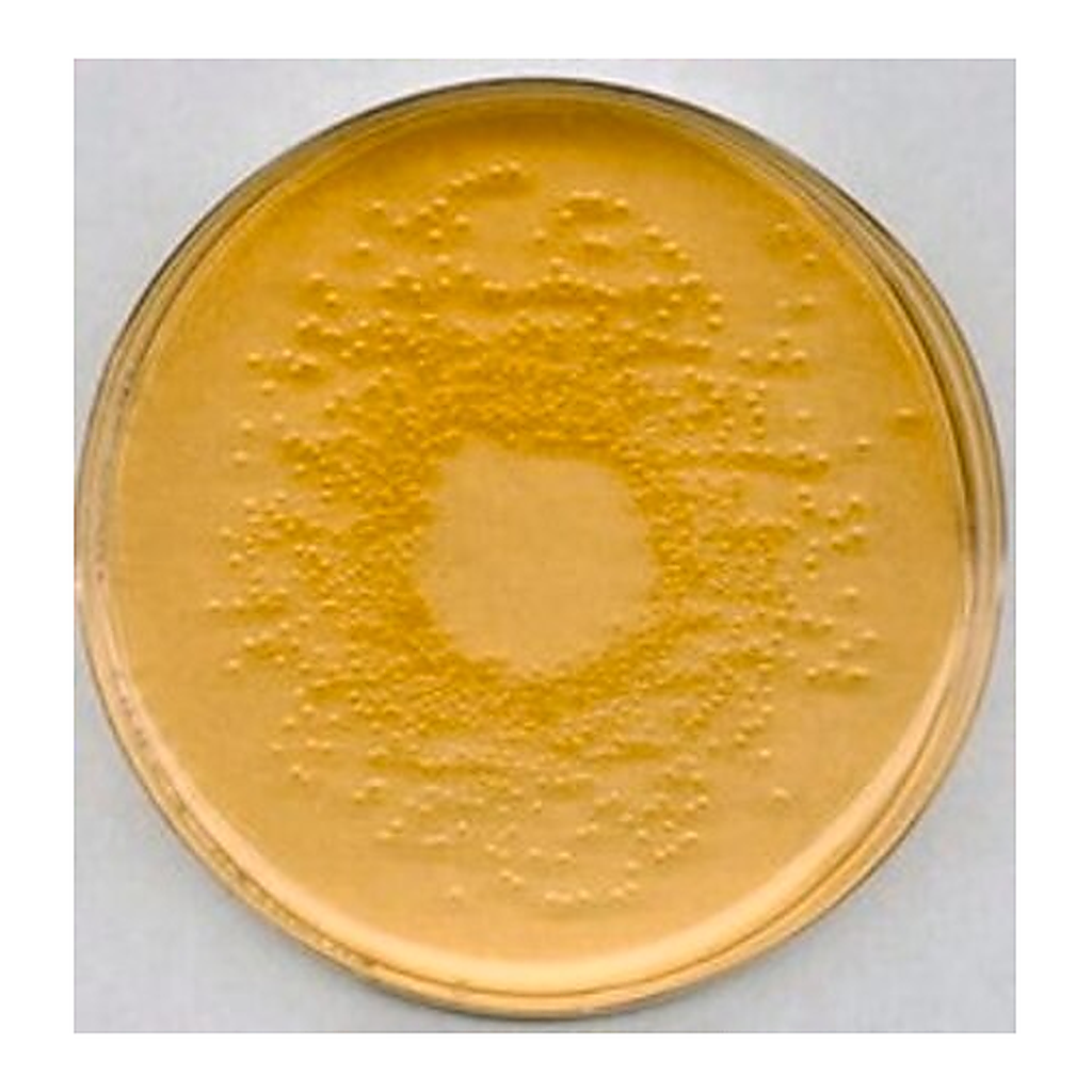 Merck Nutrient Agar No 2