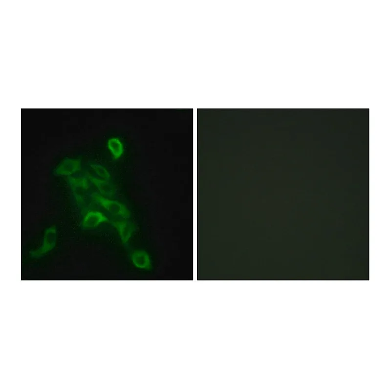 Merck Anti-COX6C antibody produced in rabbit